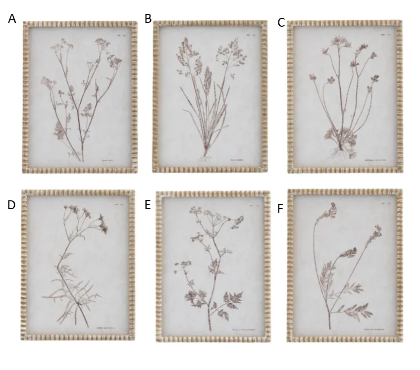 Bobble Framed Botanical Prints