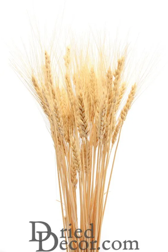 Dried Wheat Bunch - 8 oz blond