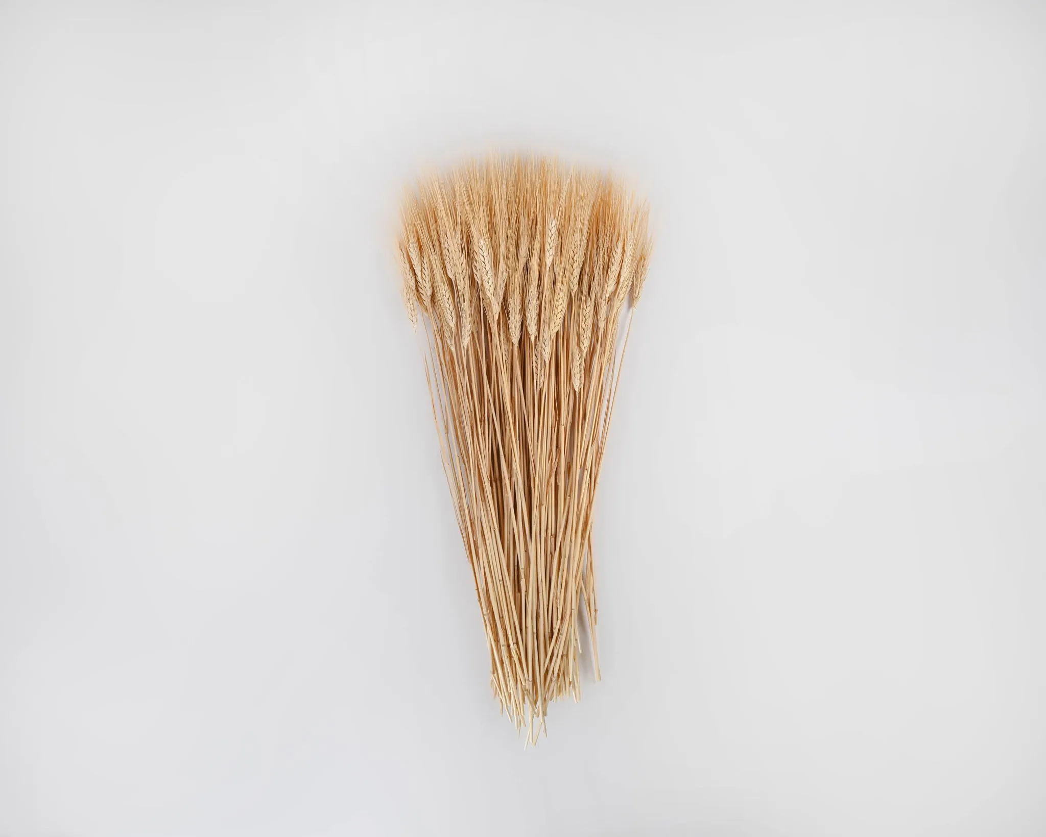 Dried Wheat Bunch - 8 oz blond