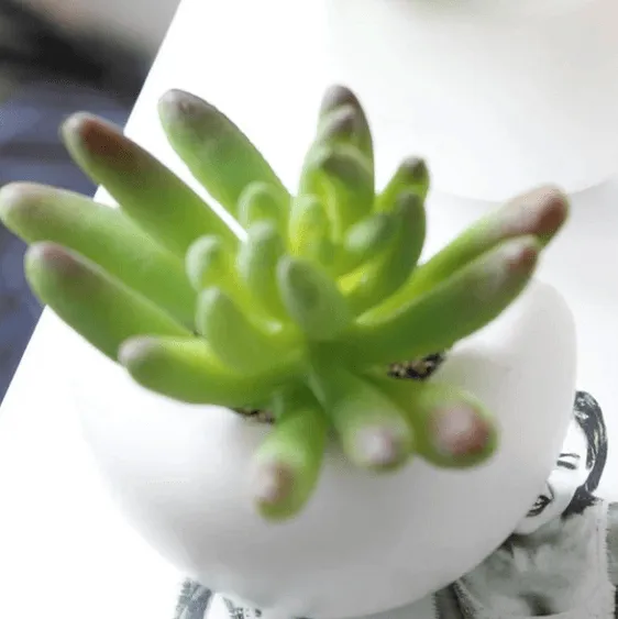 Mini Fridge Magnet Planter